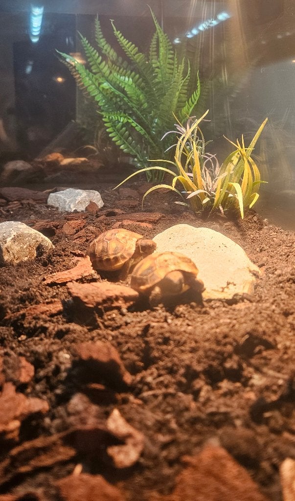 Griekse landschildpadden met compleet terrarium Tortoise photo 3