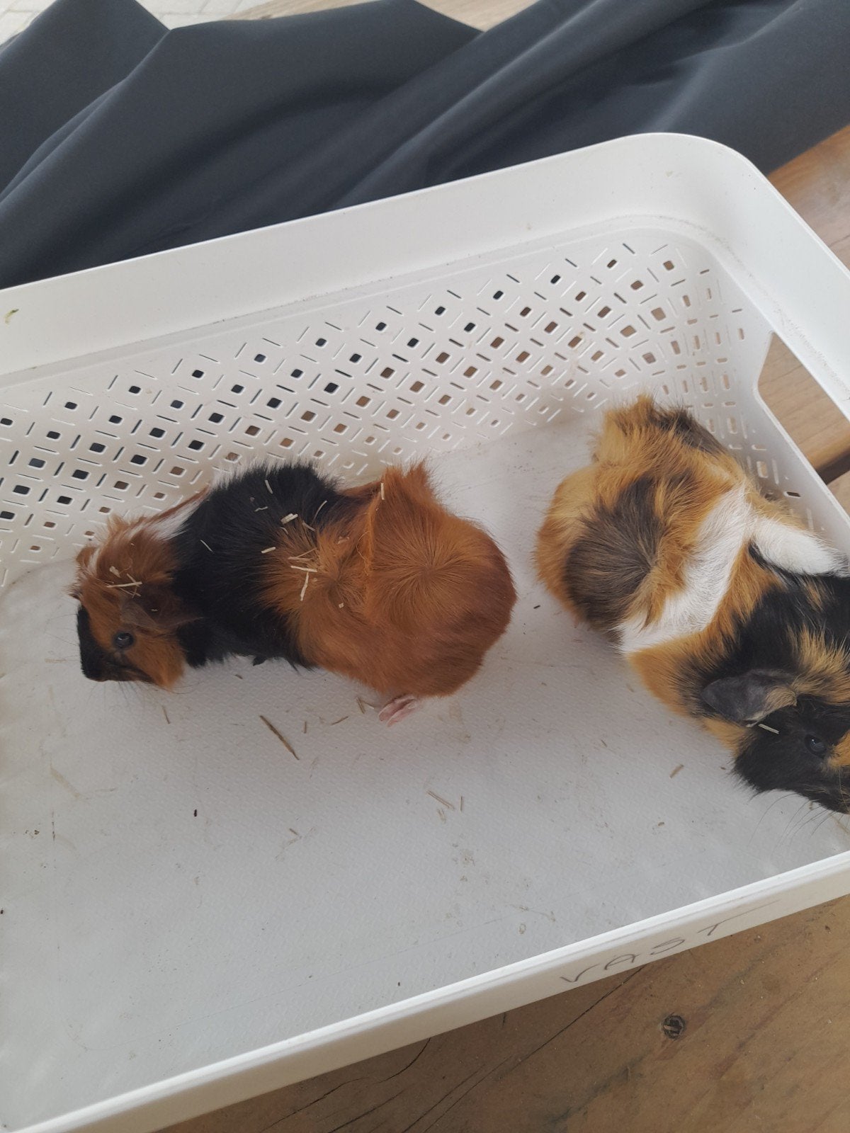 Cavia, Cavia, Mannelijk, Mei, Tam