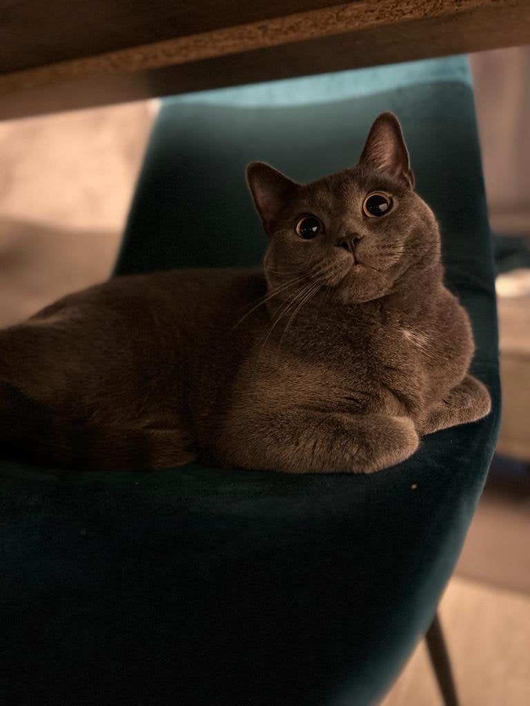 Liefdevol forever home gezocht voor zazoo, Kater, Gechipt, 3 tot 5 jaar
