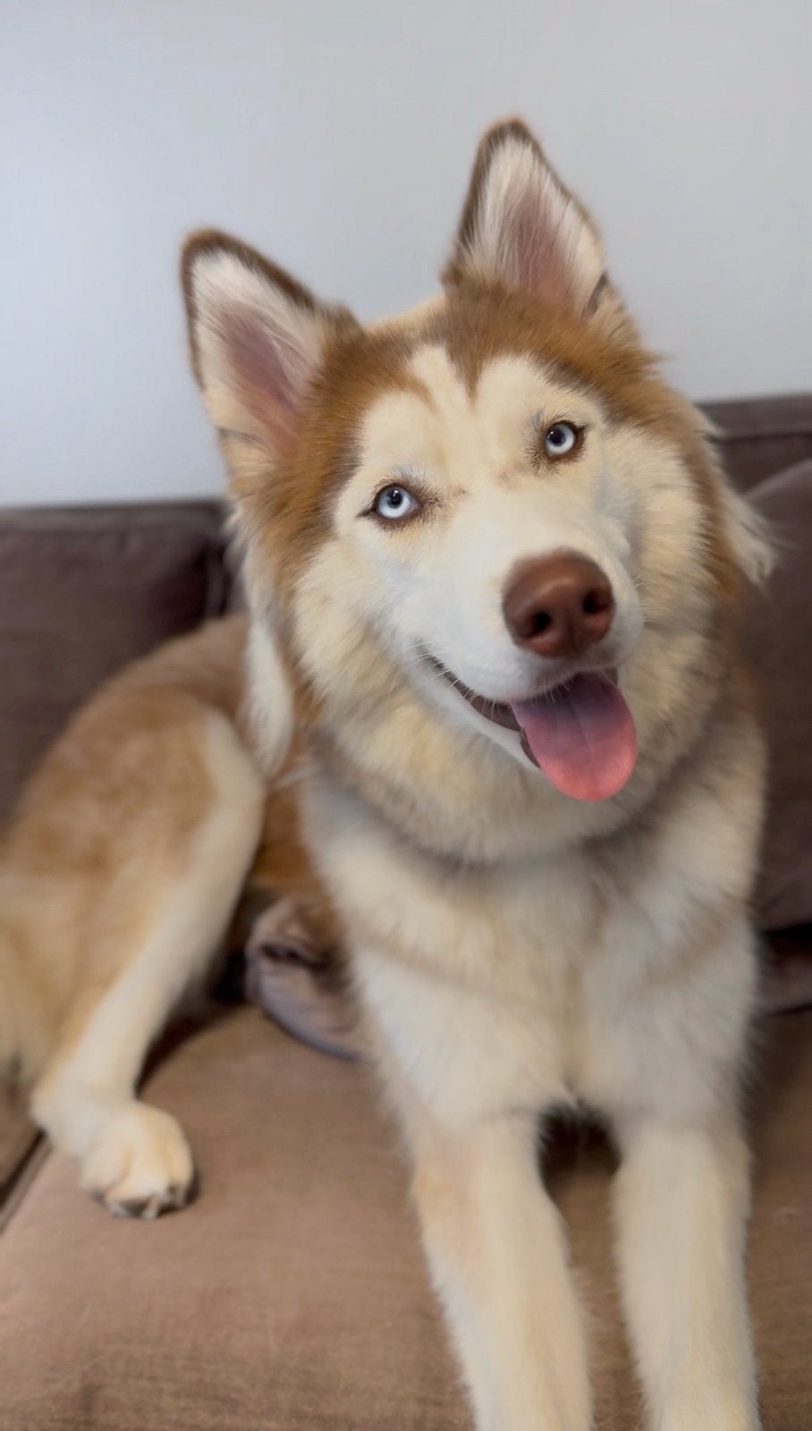 Siberische husky teefje Lumi, zoekt nieuw thuis  ️, Dieren en Toebehoren, Honden | Poolhonden, Keeshonden en Oertypen, 15 weken tot 1 jaar