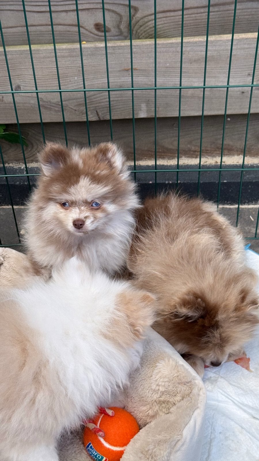 3 Choco merle blauwe ogen pomeriaan puppy’s, Dieren en Toebehoren, Honden | Poolhonden, Keeshonden en Oertypen, Parvo, Keeshond
