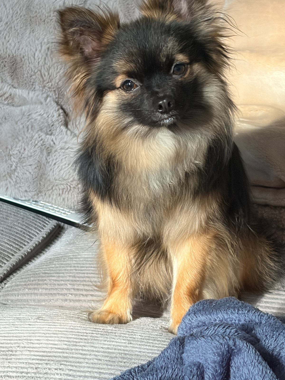 Chihuahua reu staat ter dekking (dekreu is niet te koop!), Dieren en Toebehoren, Parvo, Reu, 1 tot 2 jaar, Eén hond