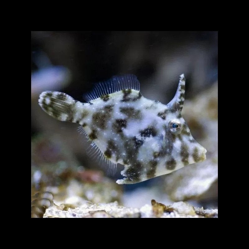 Vijlvis Areichthys Tomentosus, Vis, Zoutwatervis
