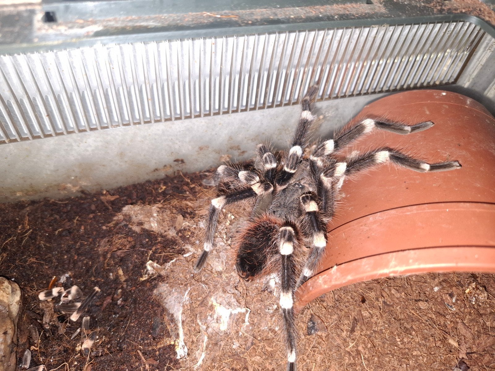 Acanthoscurria geniculata man, Spin of Schorpioen