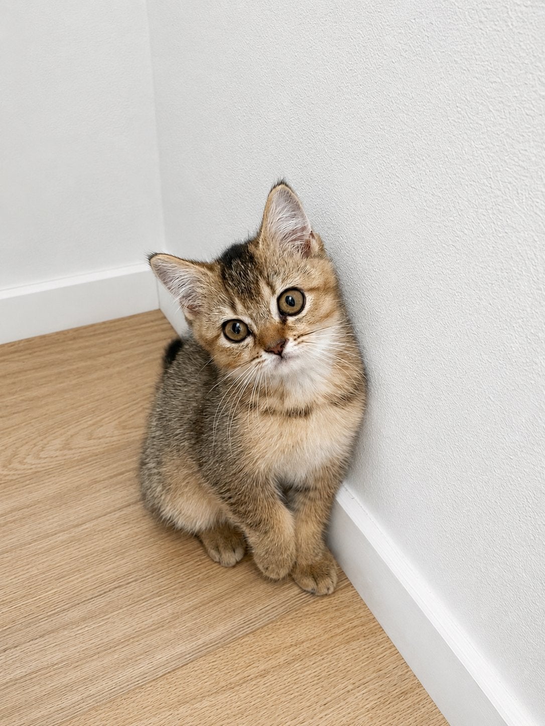 Super lieve britse korthaar kittens, Dieren en Toebehoren, Katten en Kittens | Overige Katten, Poes