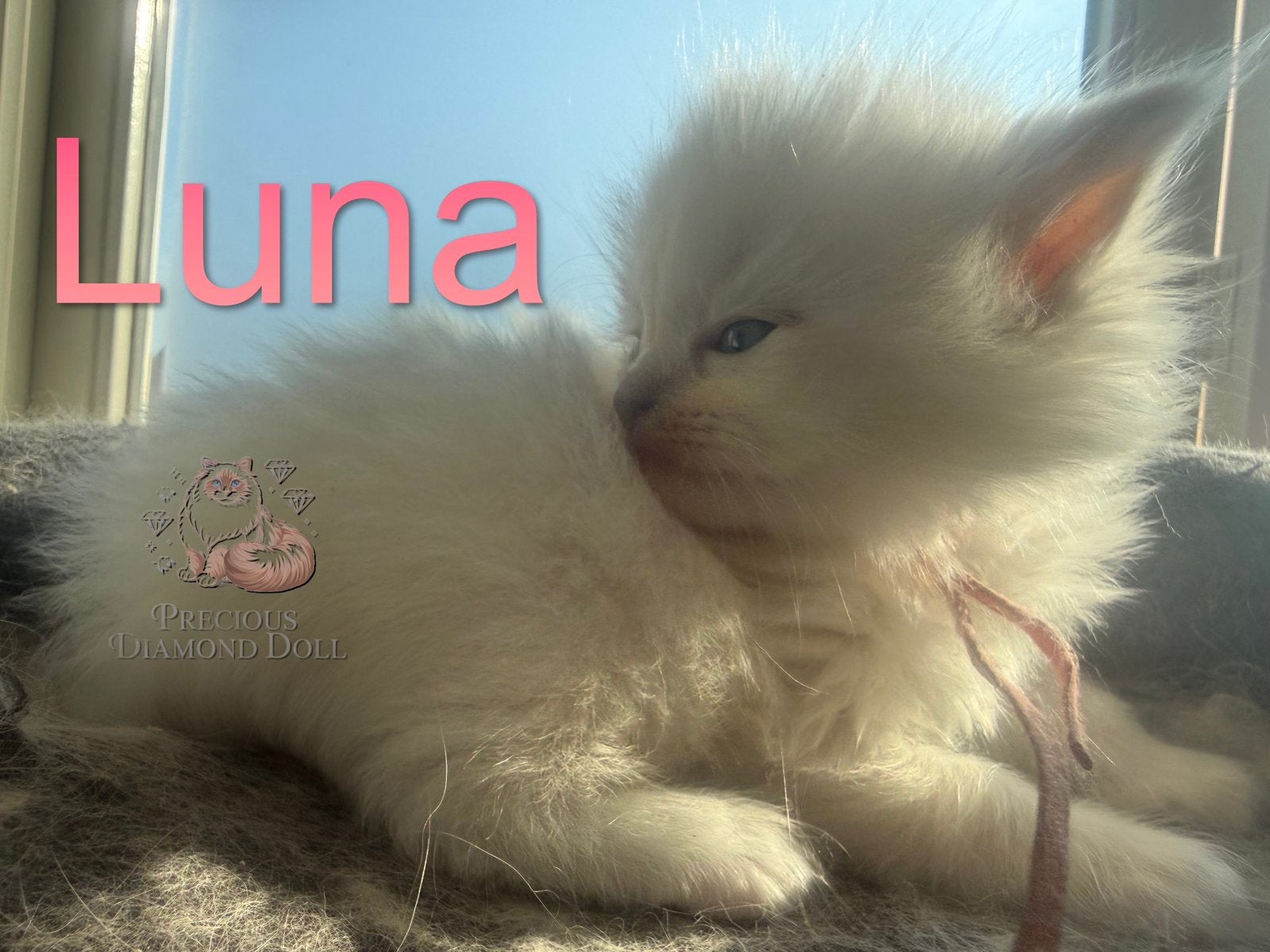 Zeldzame, Huiselijke ragdoll kittens met stamboom!, Meerdere dieren, Met stamboom, 0 tot 2 jaar