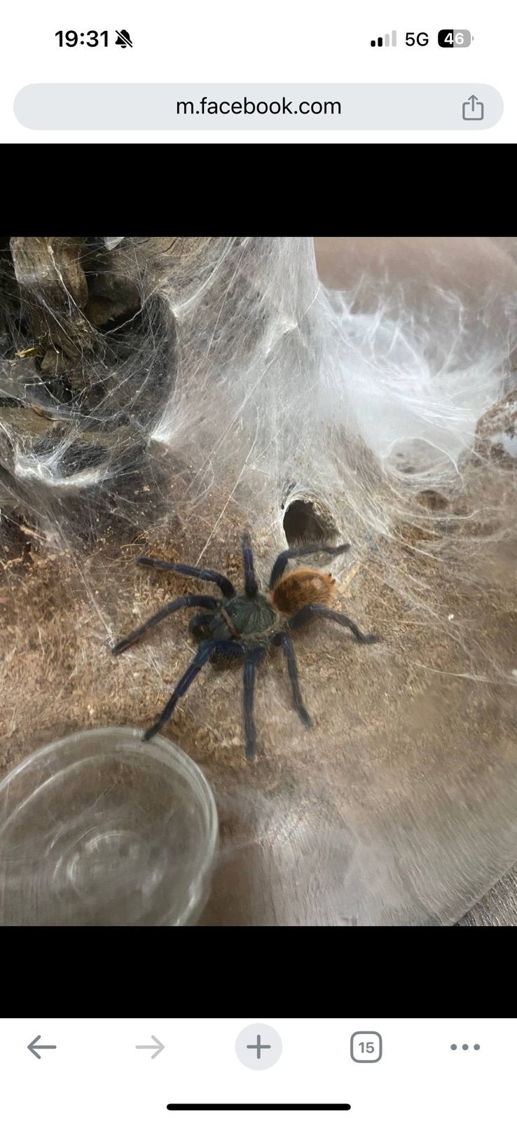 Chromatopelma cyaneopubescens, Dieren en Toebehoren