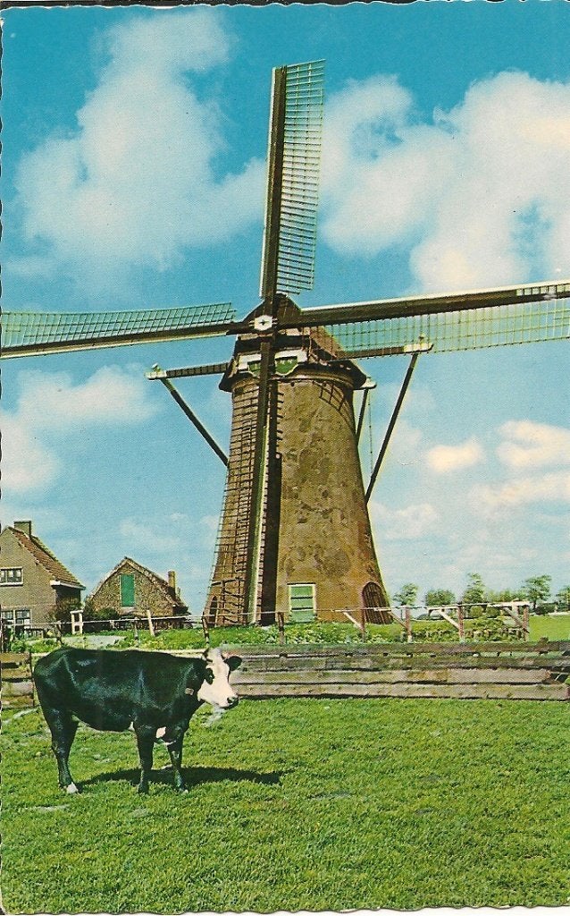 Ansichtkaart Molen Botterhuis Warmond met koe, Ophalen of Verzenden, 1960 tot 1980, Ongelopen, Zuid-Holland
