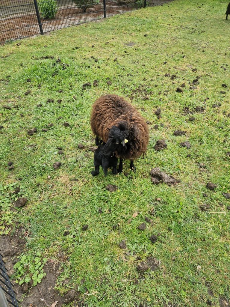 Oussant met ramlam, Dieren en Toebehoren, Schapen, Geiten en Varkens, Meerdere dieren, Geit