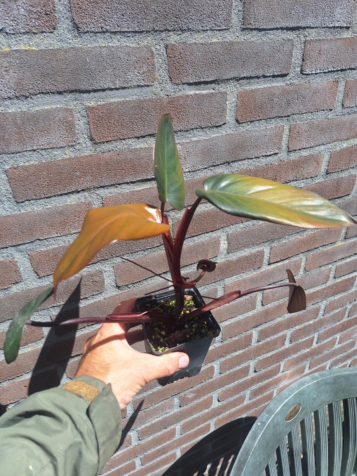 4 stuks Philodendron Strawberry Shake, Huis en Inrichting, Ophalen of Verzenden