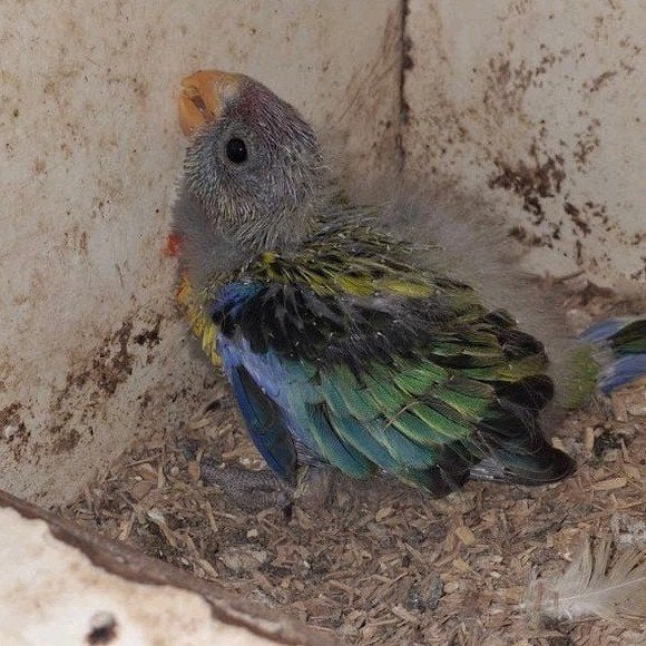 Prachtrosella, Dieren en Toebehoren, Meerdere dieren, Parkiet, Geringd