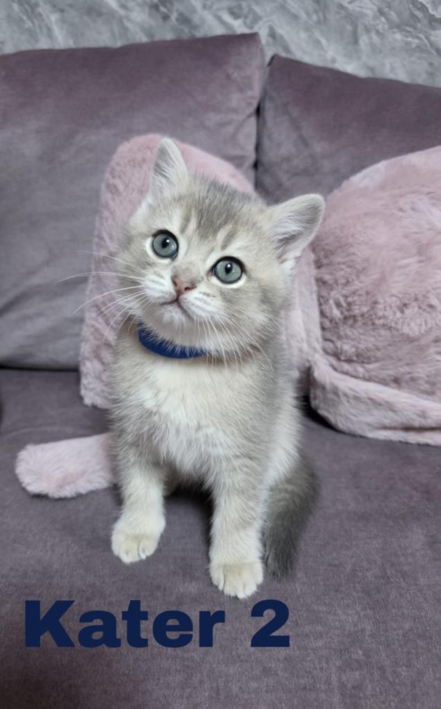 Korthaar kittens, Dieren en Toebehoren, Katten en Kittens | Raskatten | Korthaar, Meerdere dieren, Ontwormd, 0 tot 2 jaar
