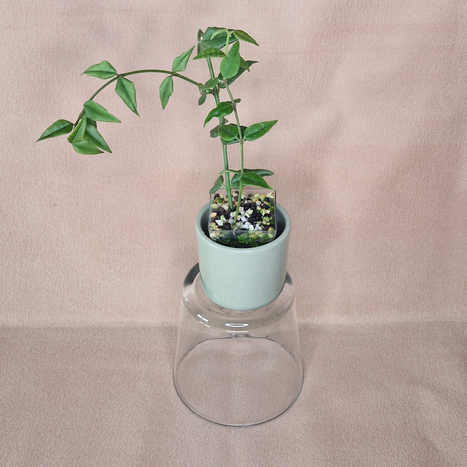 Hoya Bella 2, Huis en Inrichting, Verzenden, Overige soorten, Halfschaduw, Minder dan 100 cm
