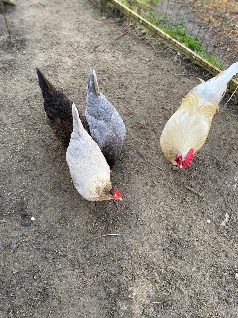 Lieve kippen te koop toompje, Dieren en Toebehoren, Pluimvee, Kip, Meerdere dieren