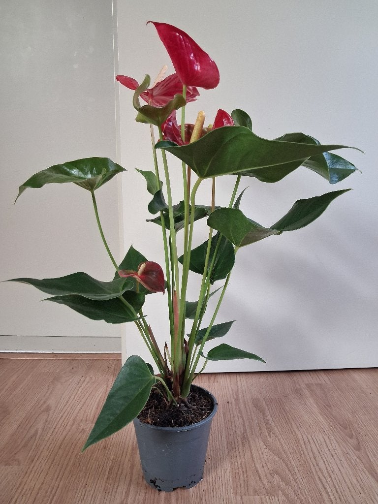 Anthurium Andraeanum (Rood) - Lakanthurium H: 65 cm., Ophalen, Overige soorten, Halfschaduw, Minder dan 100 cm