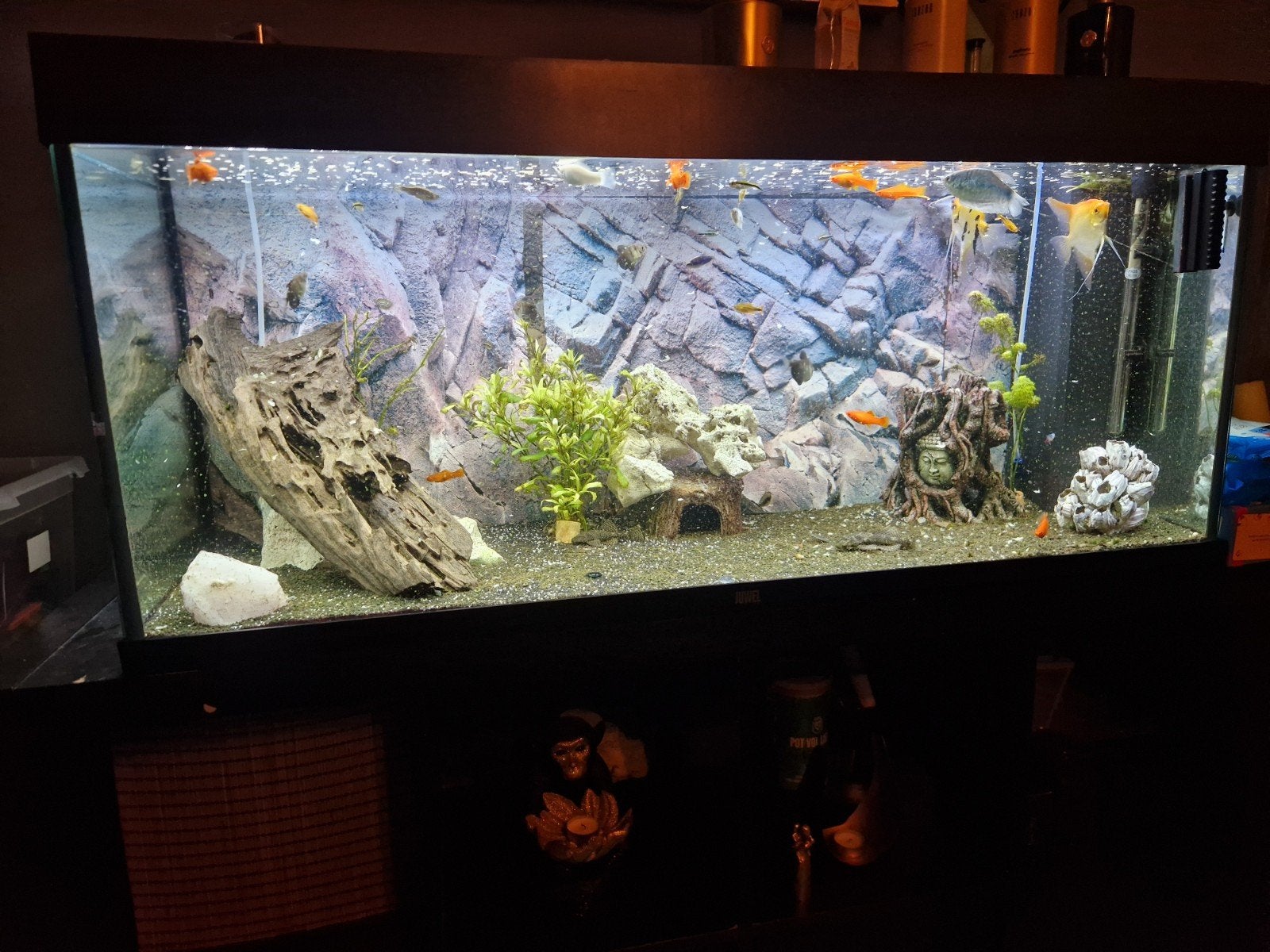 aquarium 240L, Ophalen, Gebruikt, Gevuld zoetwateraquarium