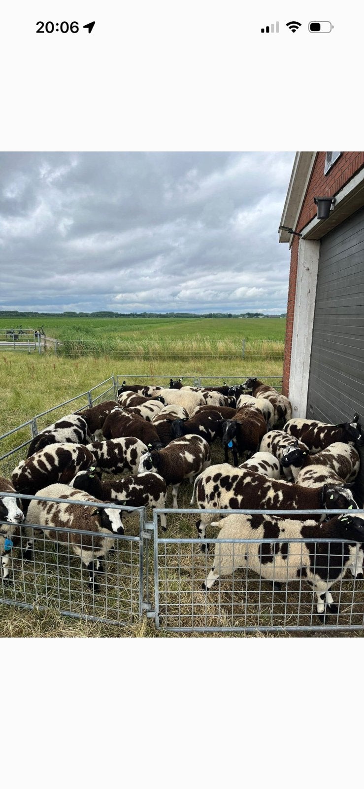 Koppel bonte schapen, Meerdere dieren, Schaap