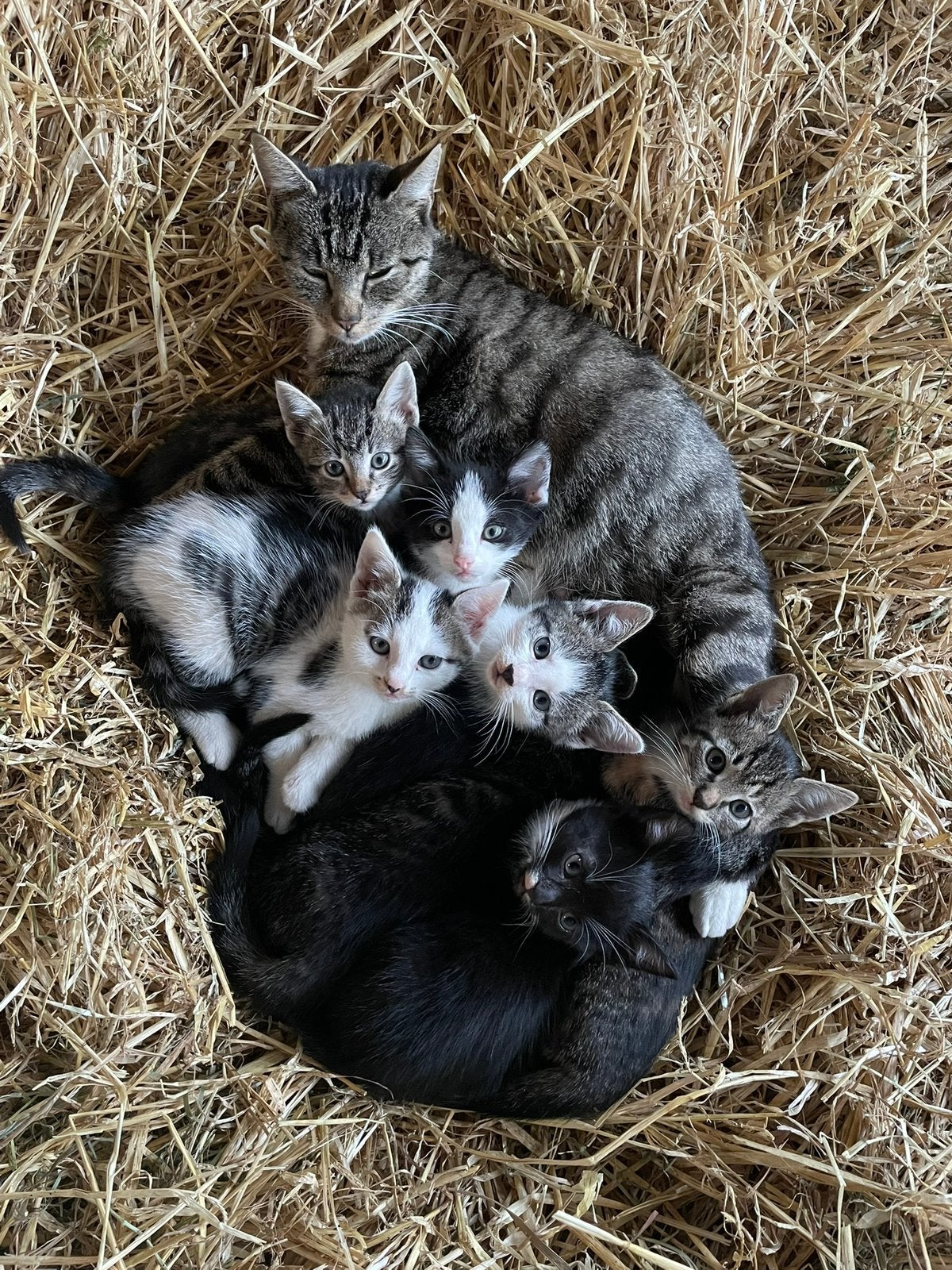 Lieve kittens zoeken nieuw thuis, Meerdere dieren, Kortharig, 0 tot 2 jaar