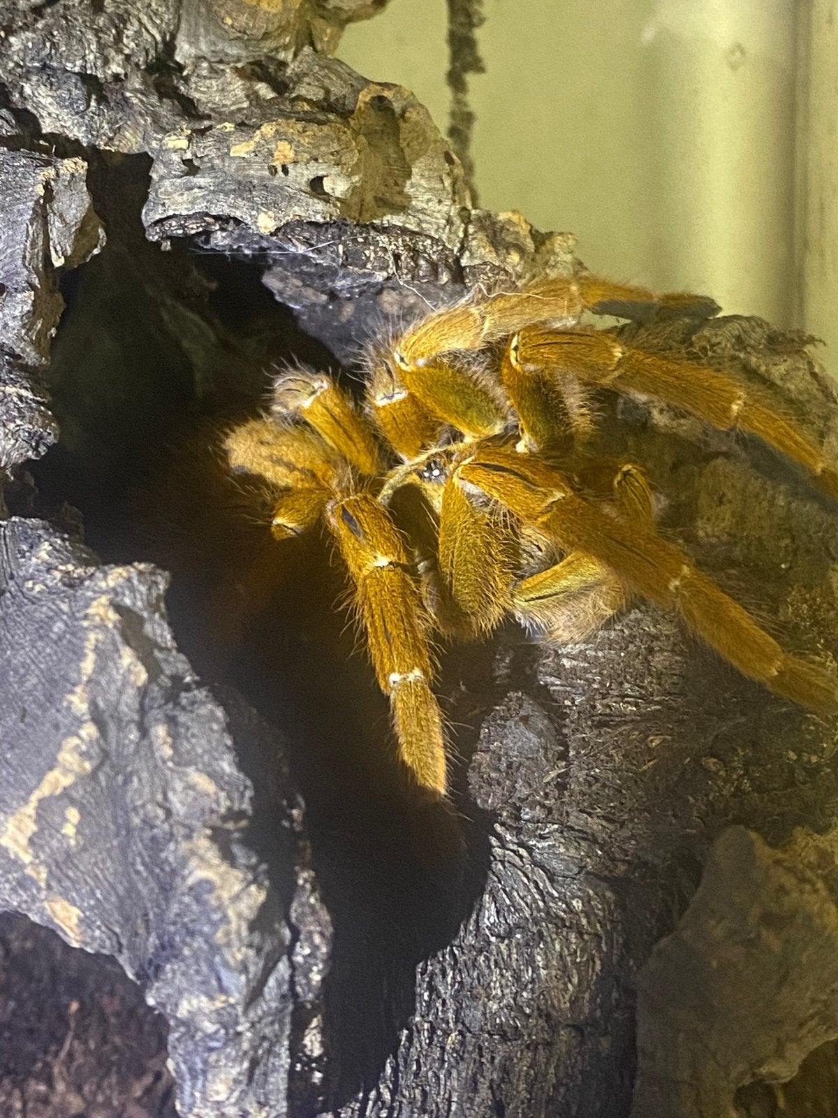 Pterinochilus murinus, 0 tot 2 jaar
