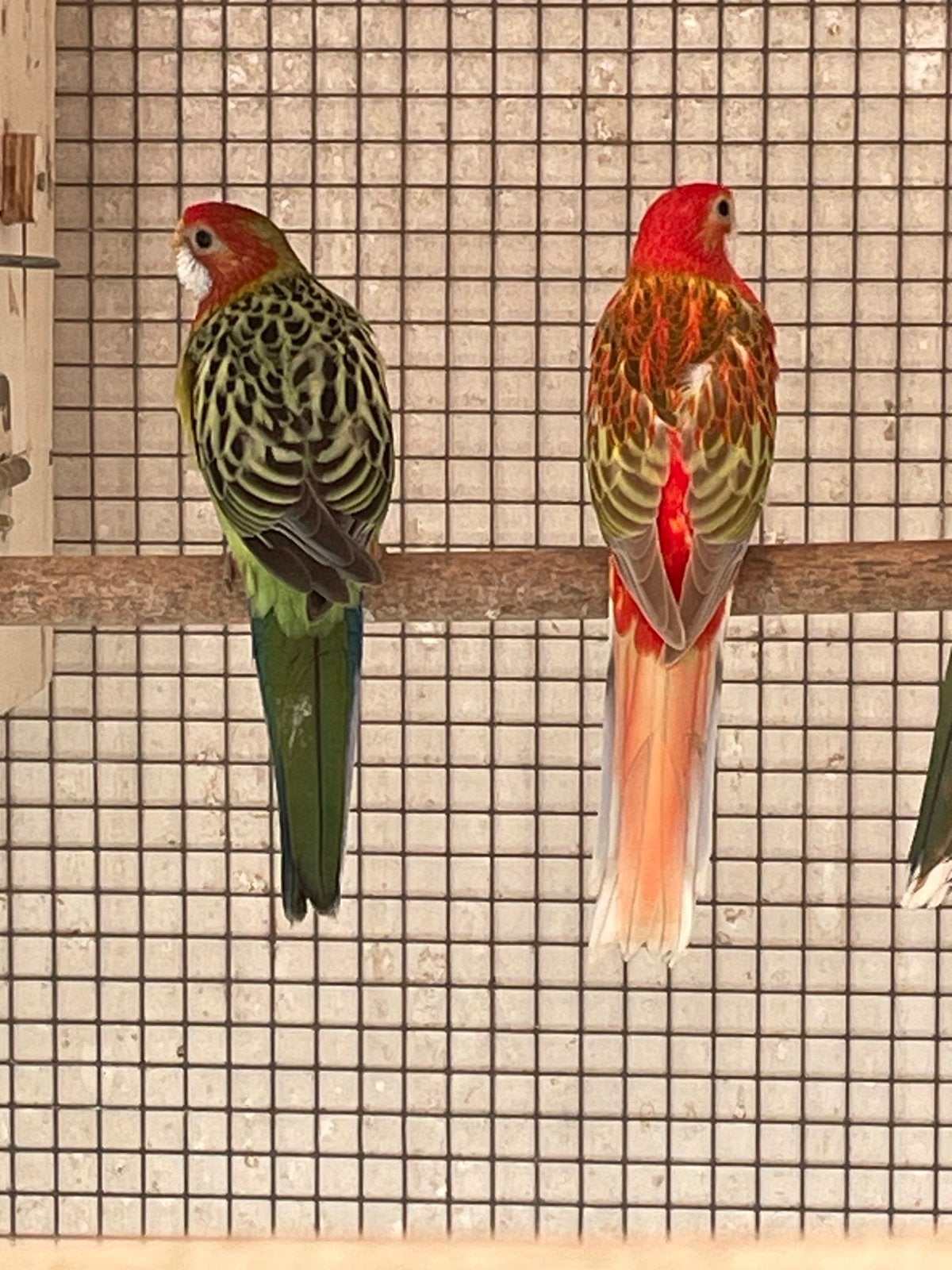 3 jonge pracht Rosella s verschillende kleuren, Dieren en Toebehoren, Vogels | Parkieten en Papegaaien, Meerdere dieren, Parkiet