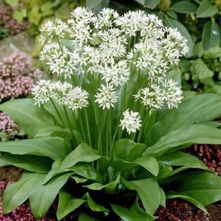 Daslook knolletjes (Allium ursinum) - Inheemse knoflook, Ophalen of Verzenden, Volledige schaduw, Lente, Groenteplanten