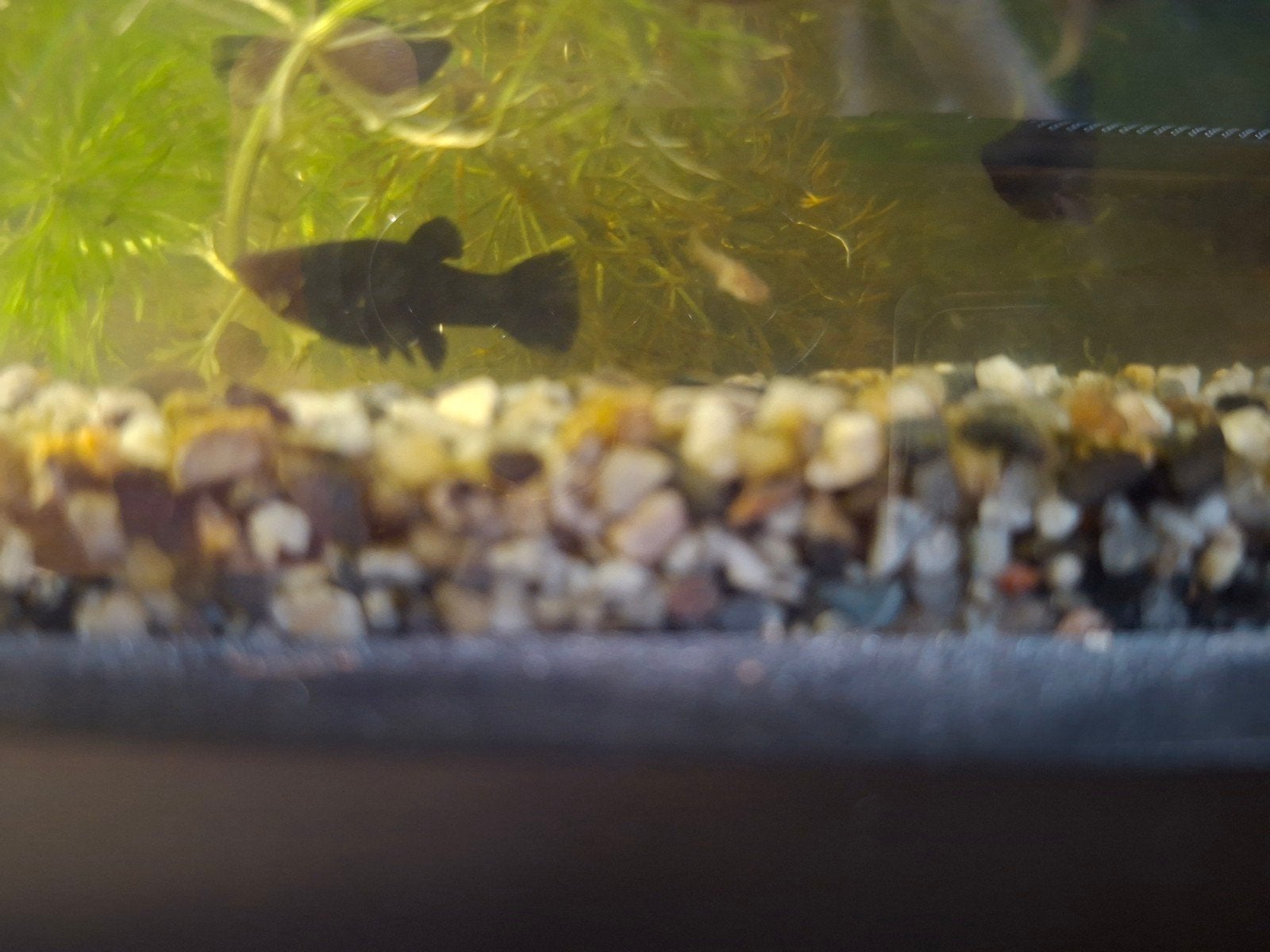 black molly's, Vis, Zoetwatervis