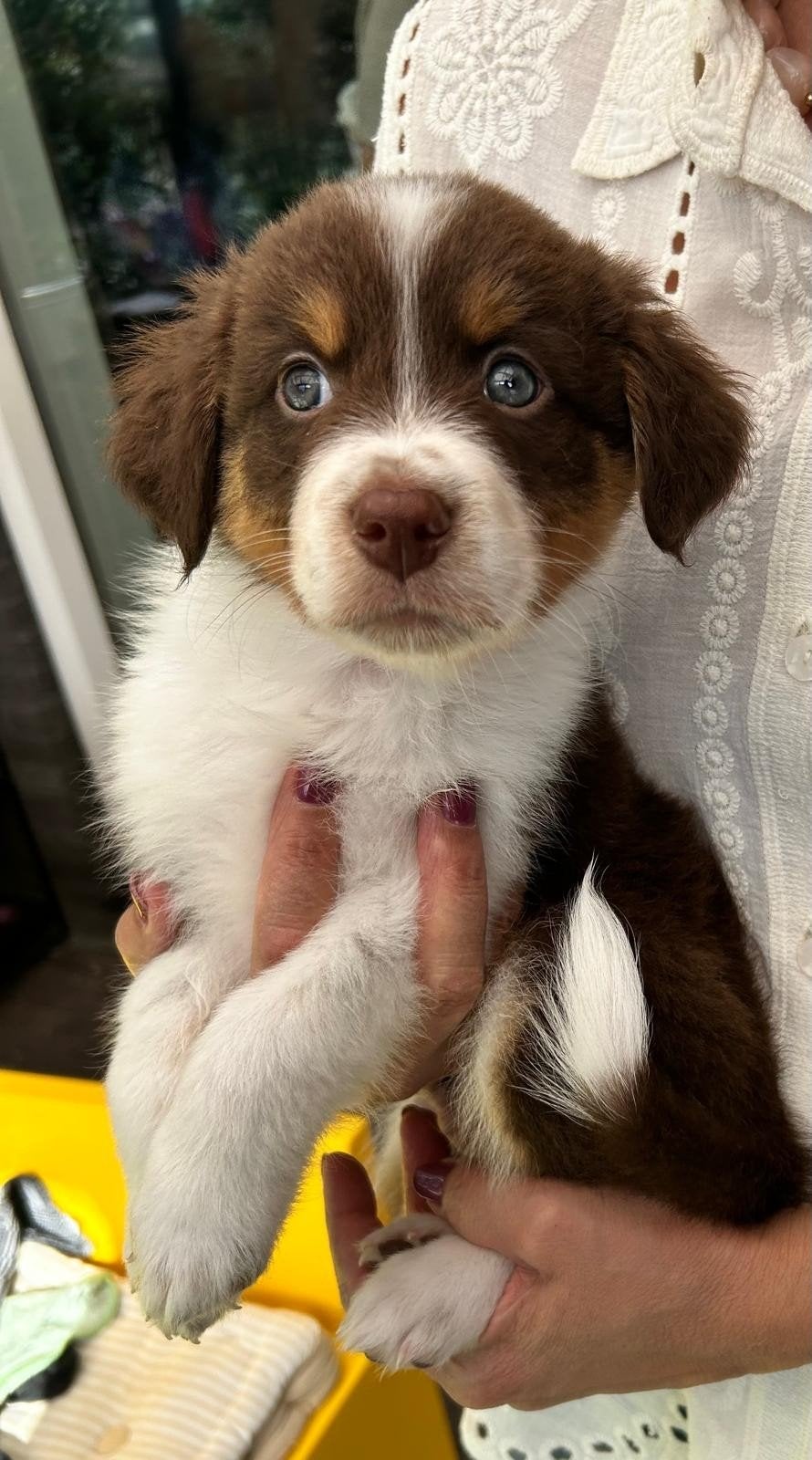 Puppy's Australian Shepherd mix, Dieren en Toebehoren, Sheepdog, 8 tot 15 weken, CDV (hondenziekte), Meerdere