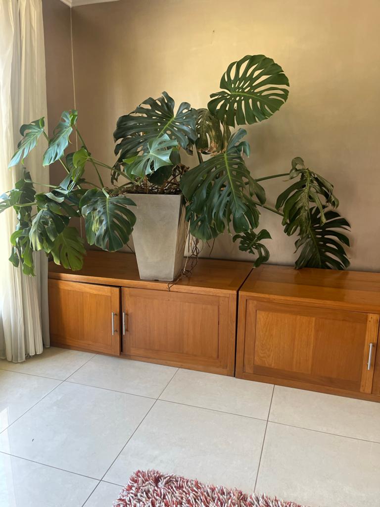 Grote Monstera Deliciosa inclusief bak ( ca. 2 meter breed), Ophalen, 100 tot 150 cm, Overige soorten, Halfschaduw