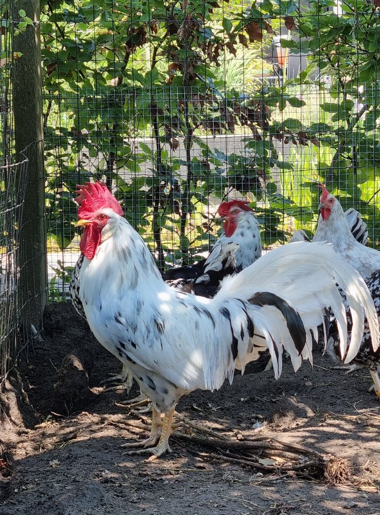 Mooi Bonte Leghorn haan, Dieren en Toebehoren, Pluimvee, Mannelijk, Kip