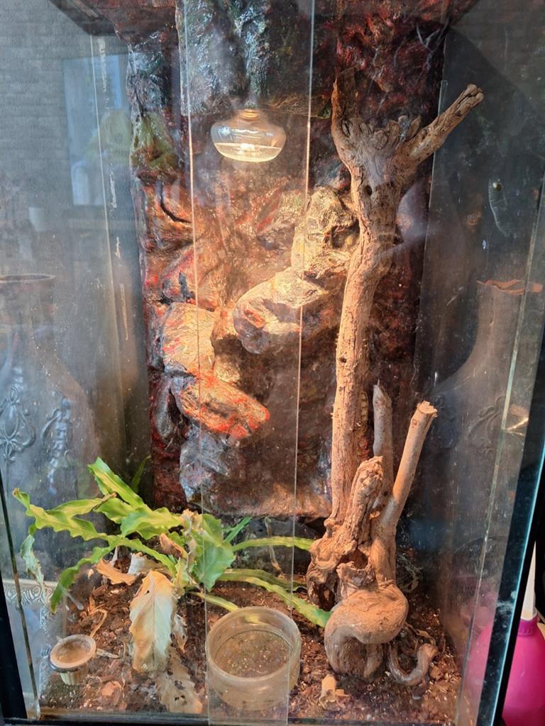 Gekko's Leopard Gecko - female for sale from Gabber&Isabelle