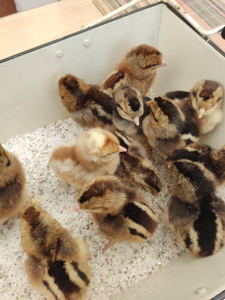 pluimvee, Dieren en Toebehoren, Vrouwelijk, Kip