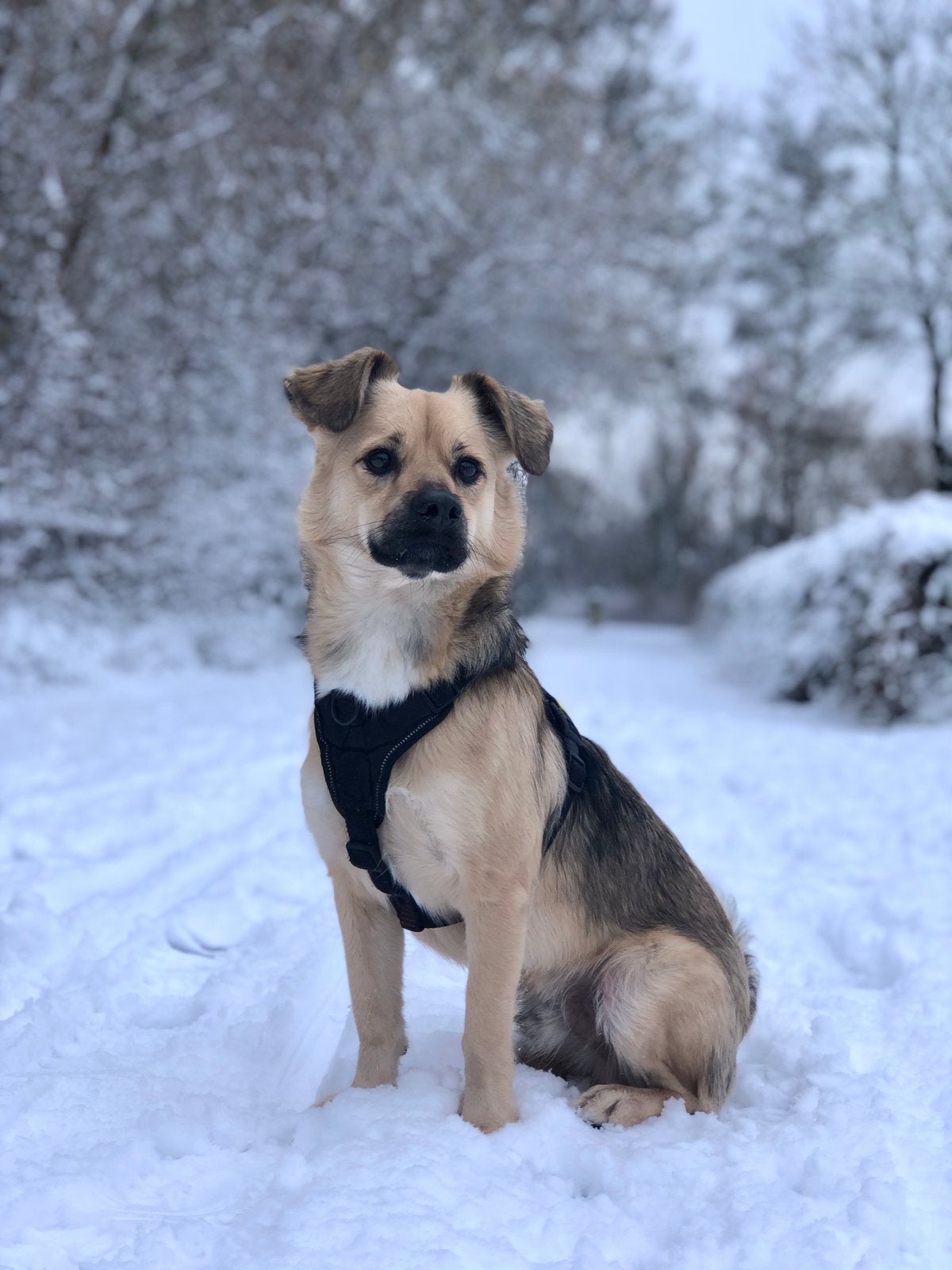 Oppas gezocht voor ons hondje!, Ophalen