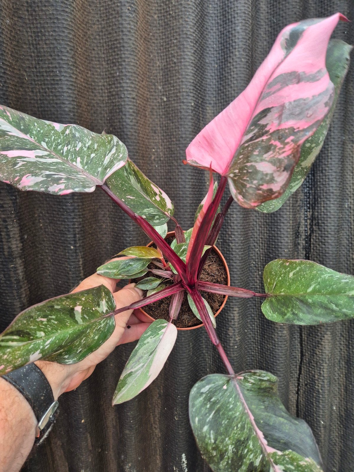 Philodendron Pink Princess Marble p12 (3), Huis en Inrichting, Kamerplanten, Ophalen of Verzenden, Halfschaduw, Minder dan 100 cm