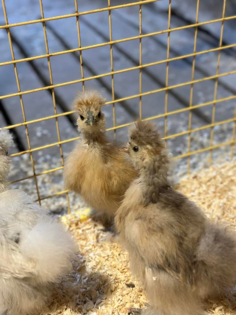 🐣🐥USA ZIJDEHOENDERS🐥🐣, Vrouwelijk, Kip