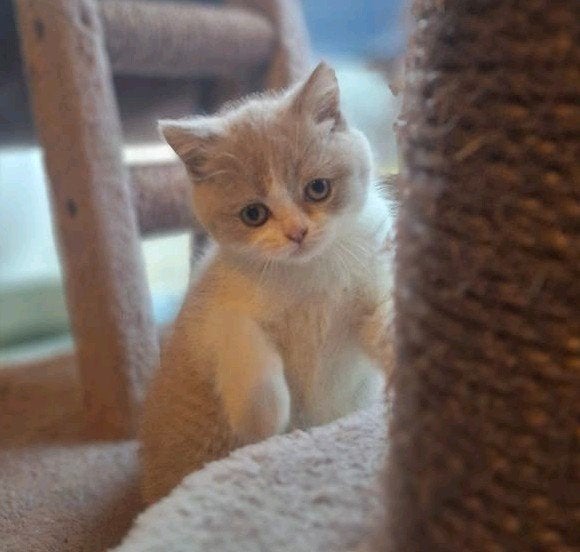 Britse korthaar katerje, Meerdere dieren, Gechipt, 0 tot 2 jaar