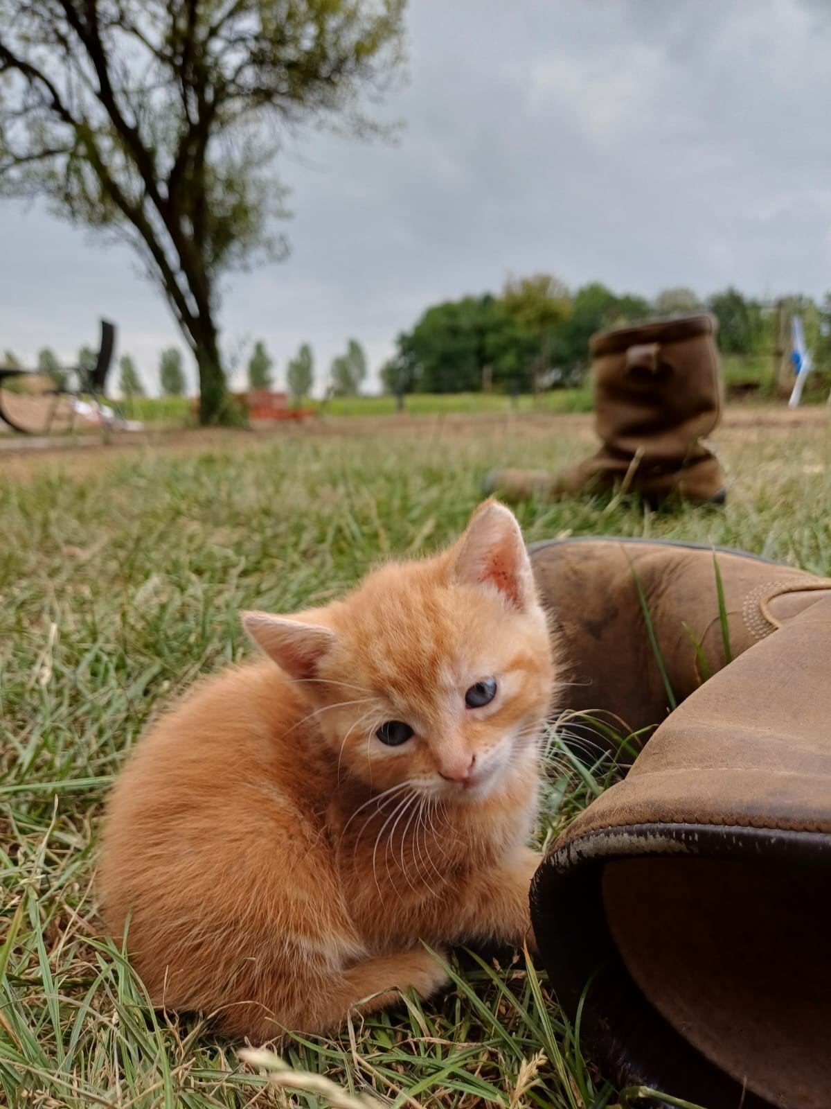 kittens, Dieren en Toebehoren, Katten en Kittens | Overige Katten, Meerdere dieren, Kortharig, 0 tot 2 jaar