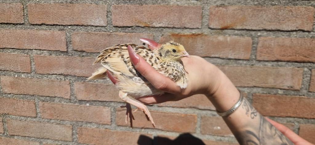 Japanse jumbo kwartels hennetjes en haantjes, Dieren en Toebehoren, Pluimvee, Meerdere dieren, Overige soorten