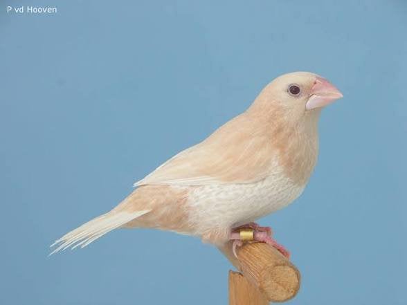 Gezocht : witte, blonde of bonte japanse meeuwen., Meerdere dieren