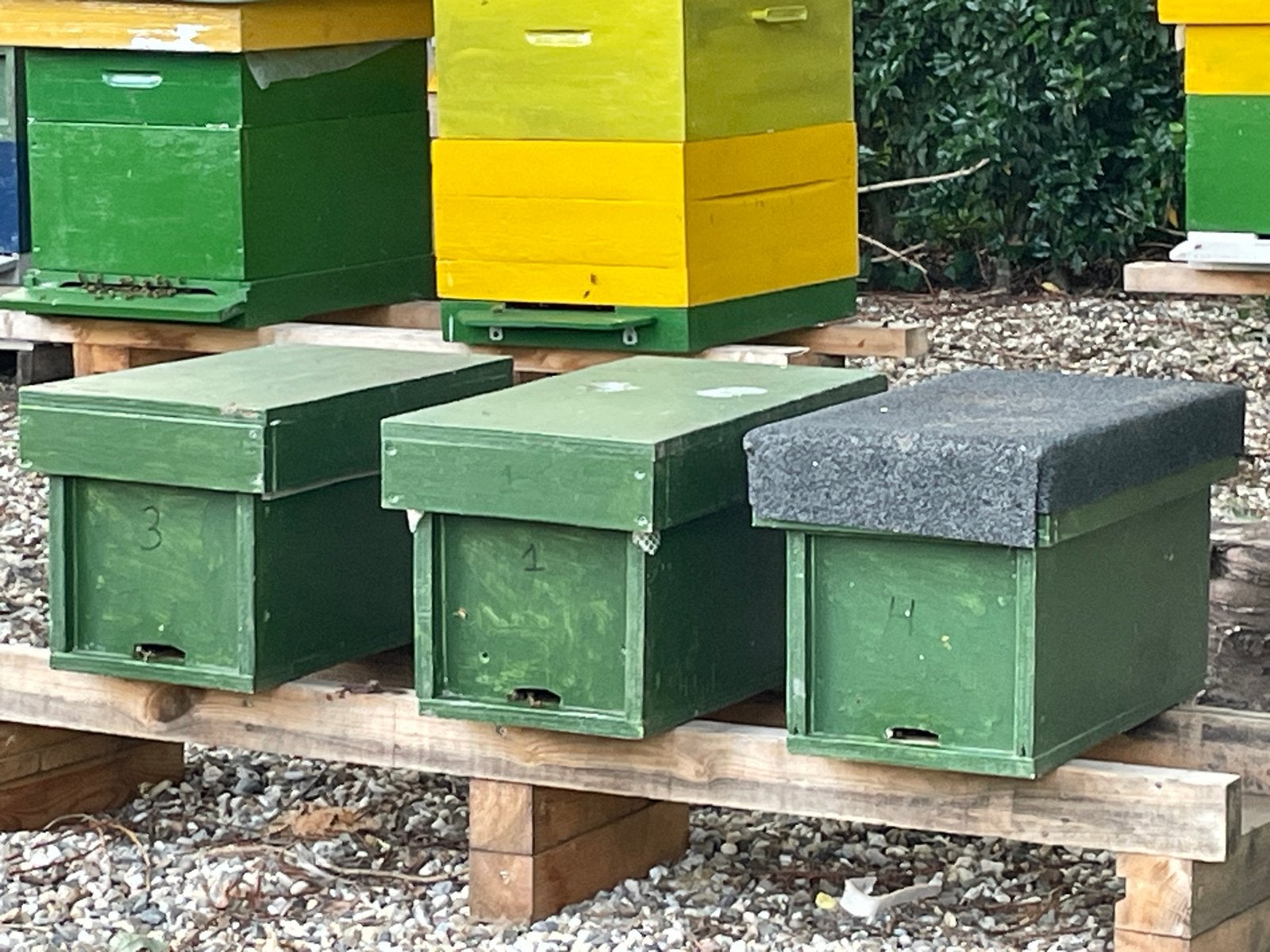 Bijenvolken 3 x 6 ramen Carnica, Dieren en Toebehoren, Bijen