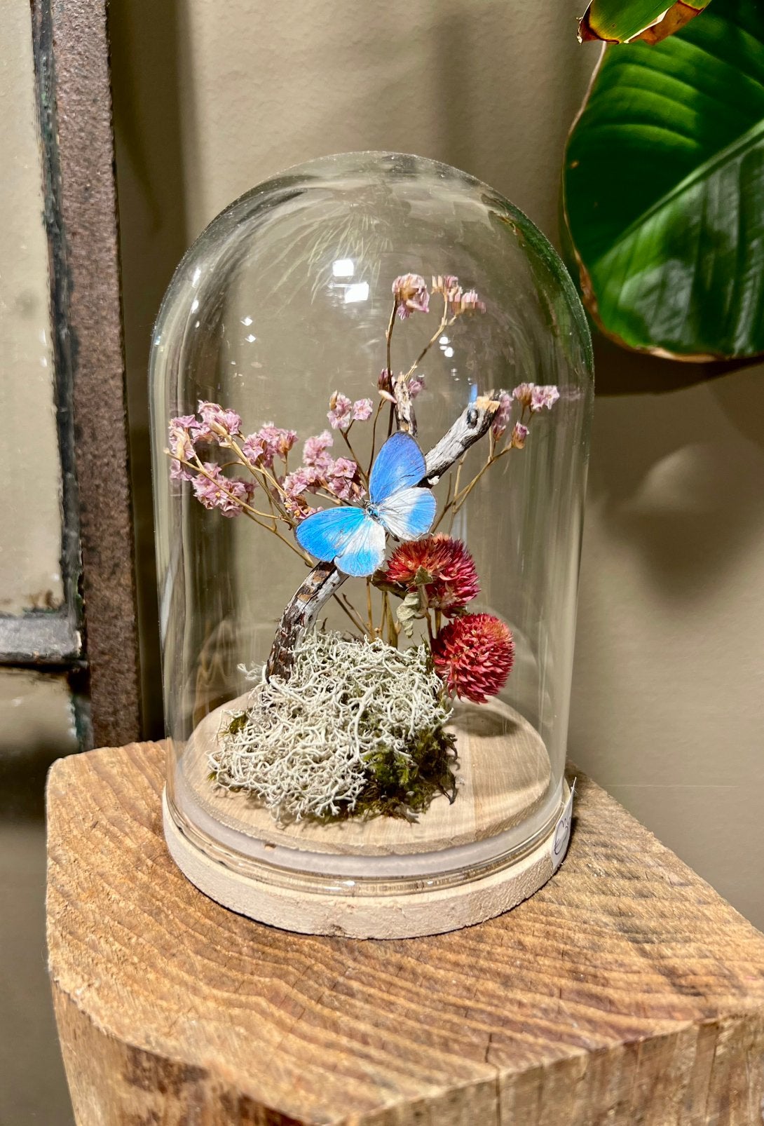 Nieuwe glazen stolp met vlinder, Ophalen, Nieuw