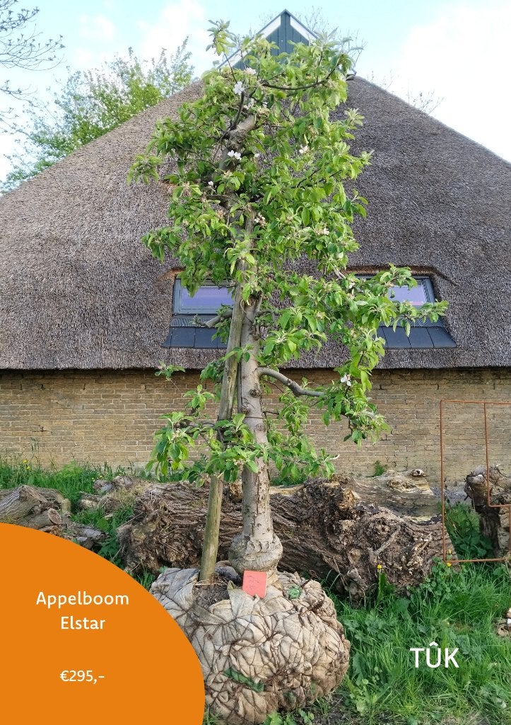 Appelboom Elstar 26 jaar oud, Ophalen, Lente, Volle zon, Appelboom