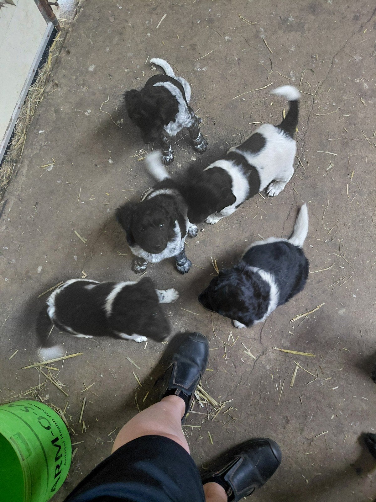 Friese stabij puppy's, 8 tot 15 weken, Teef, Parvo, Meerdere