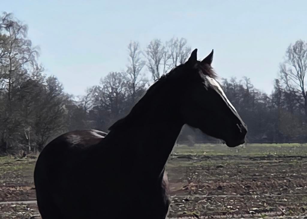 4 jarige KWPN merrie, Merrie, Dressuurpaard, 3 tot 6 jaar