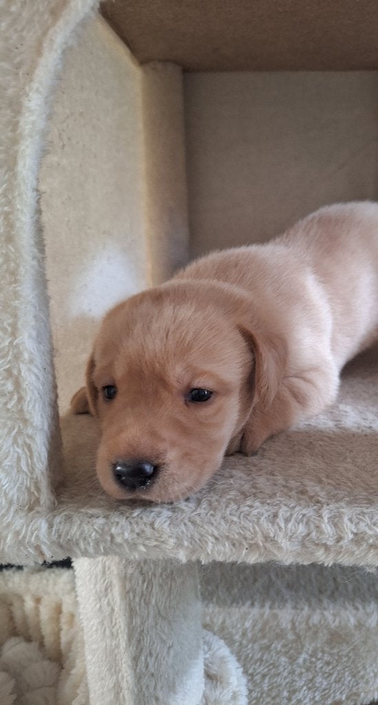 Laatste pup blond labrador, Dieren en Toebehoren, 8 tot 15 weken, Labrador retriever, Meerdere, Meerdere dieren