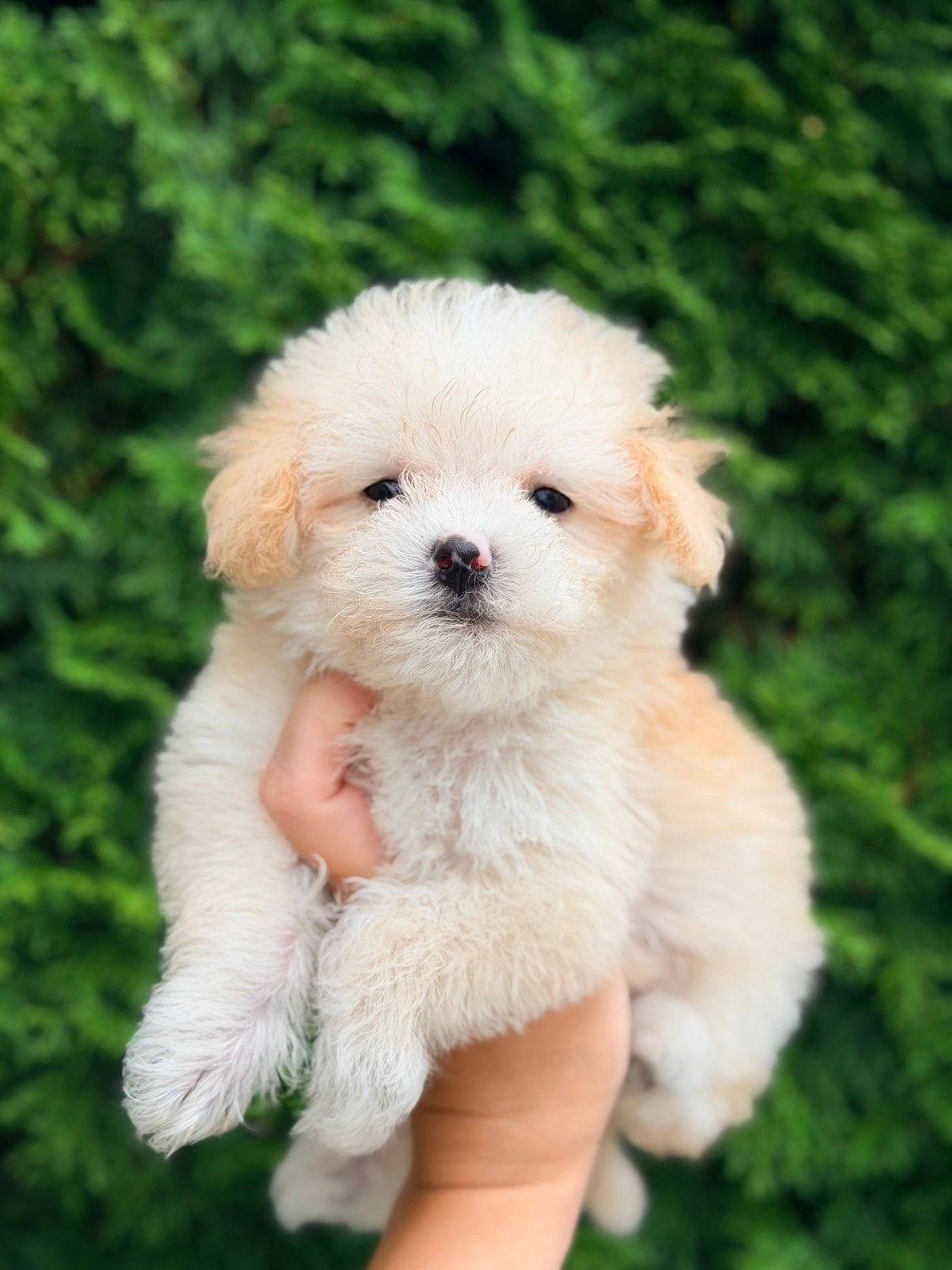 Prachtige maltipoo pups te koop!, Parvo, Overige rassen, 8 tot 15 weken, Meerdere