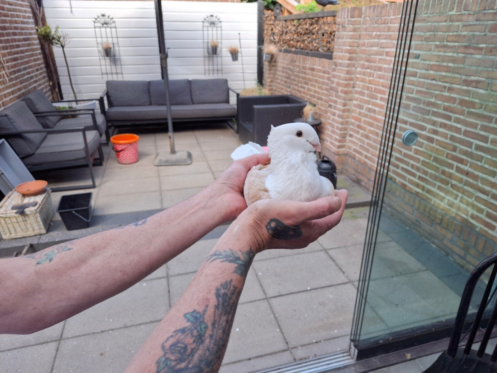 oud hollandse meeuwen, Meerdere dieren, Overige soorten