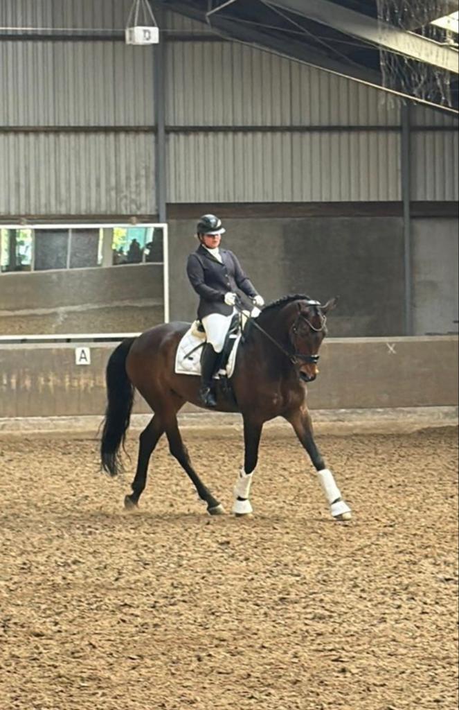 Waanzinnig brave KWPN RUIN 180 schofthoogte, Dieren en Toebehoren, Paarden, 175 cm of meer, Met stamboom, Ruin, Dressuurpaard