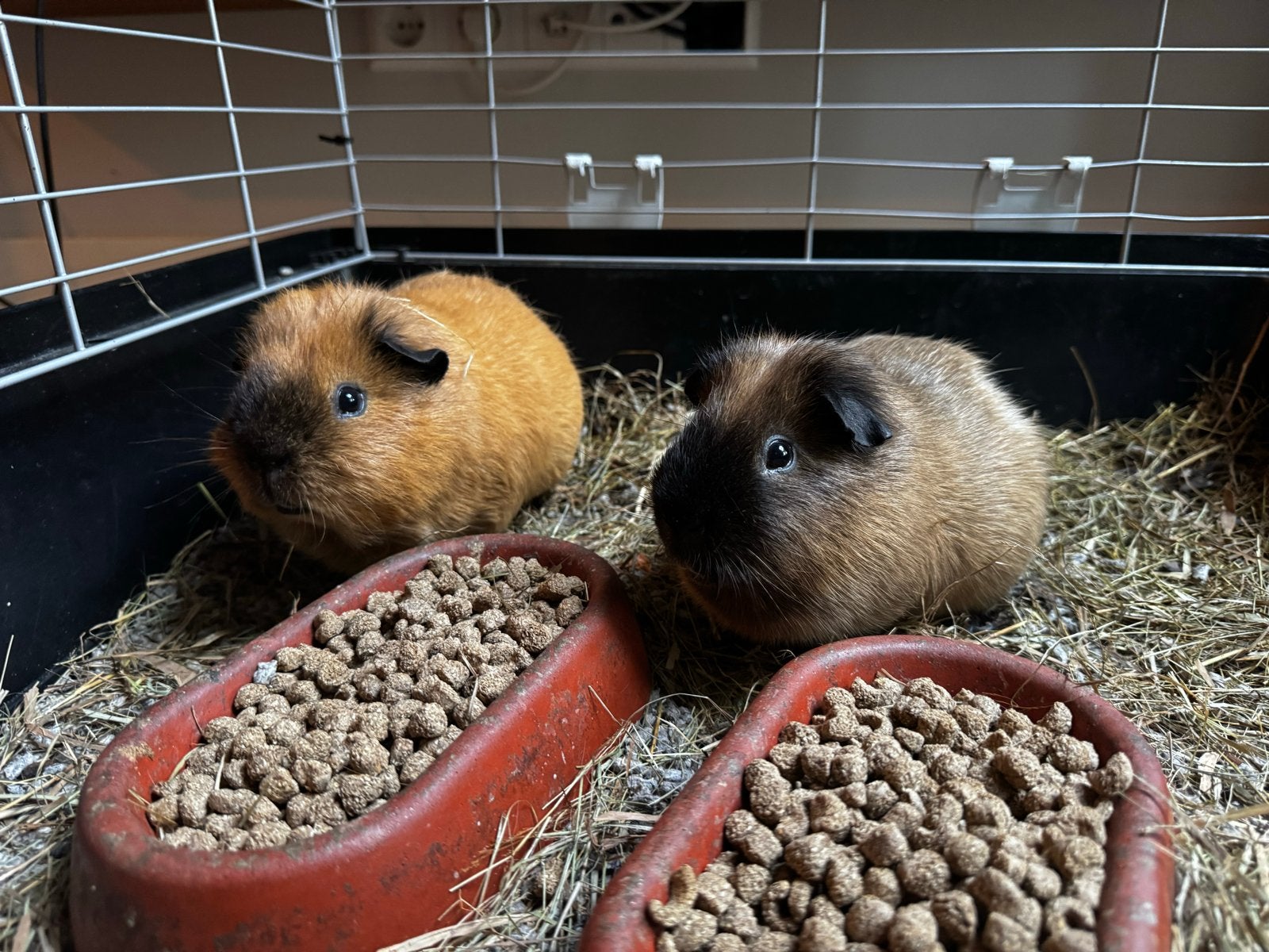 Twee lieve cavia-beertjes zoeken een warm nieuw thuis, Cavia, Mannelijk, Januari, Tam