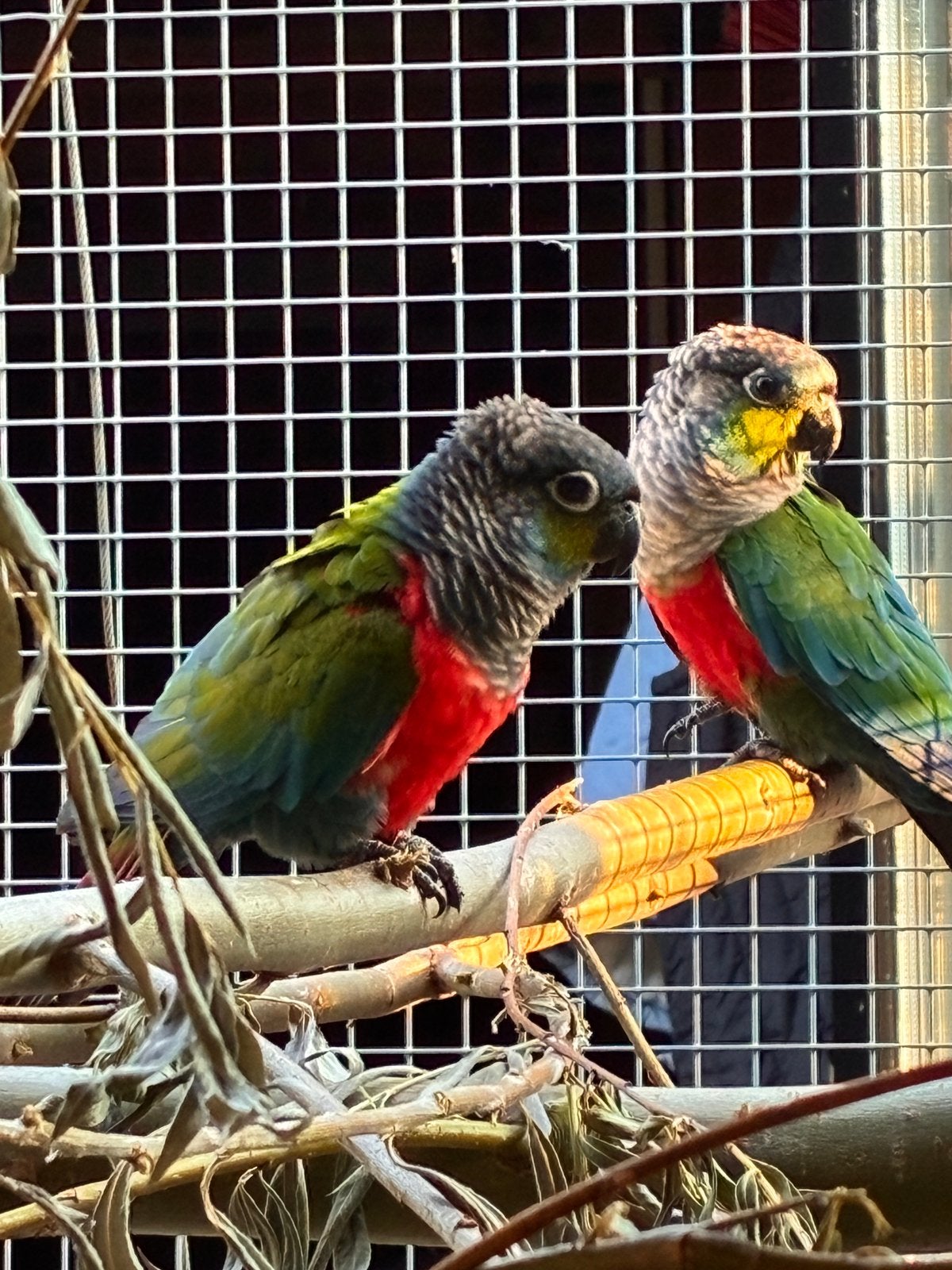 Te koop koppel Pyrrhura Perlata, Meerdere dieren, Parkiet, Tam