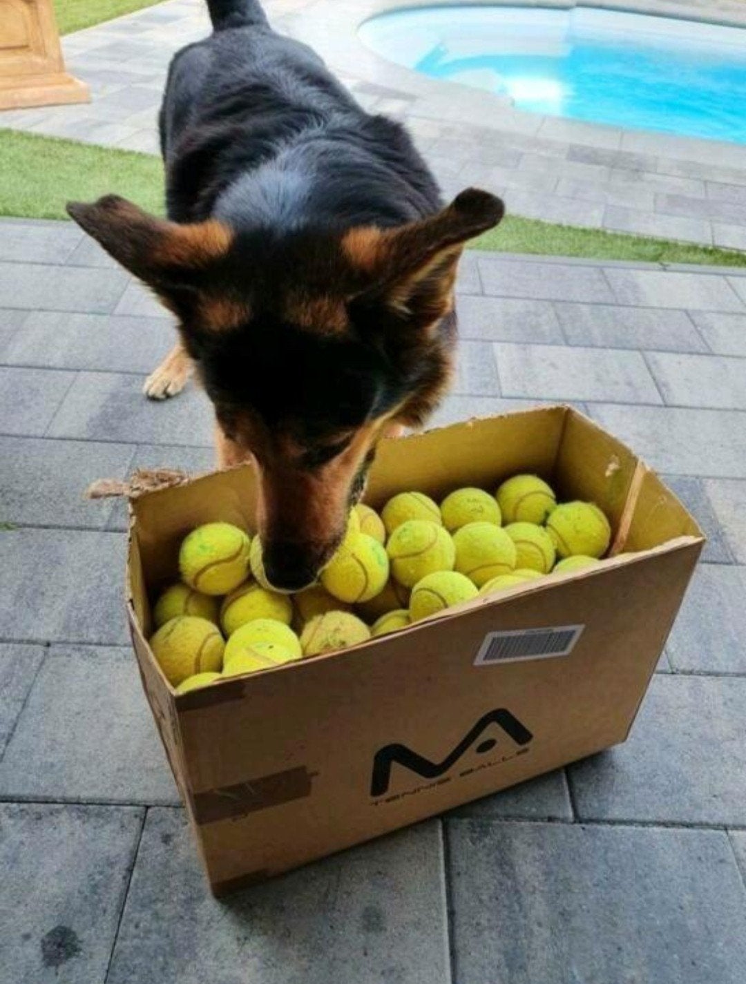 100 Gebruikte Tennisballen (Honden / Scholen / Projecten), Ophalen of Verzenden, Gebruikt, Hondenballen, Overige merken